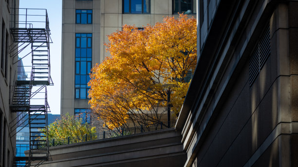 秋天的芝加哥图片下载