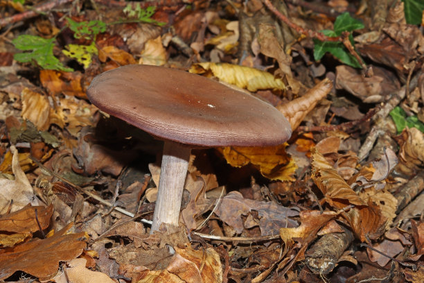 无口蘑- Wood Blewit (Lepista)。图片下载