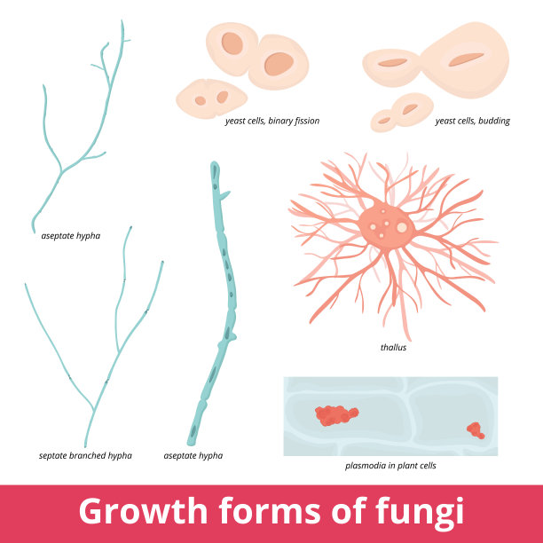 真菌的生长形式图片下载