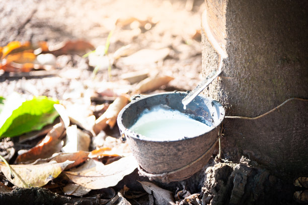 橡胶是泰国的一种经济作物。图片下载