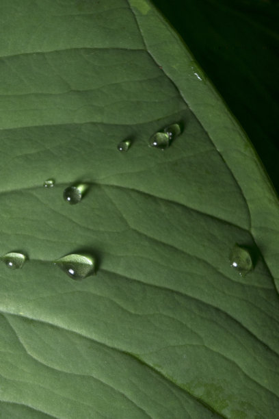 绿色的叶子和几滴水图片下载