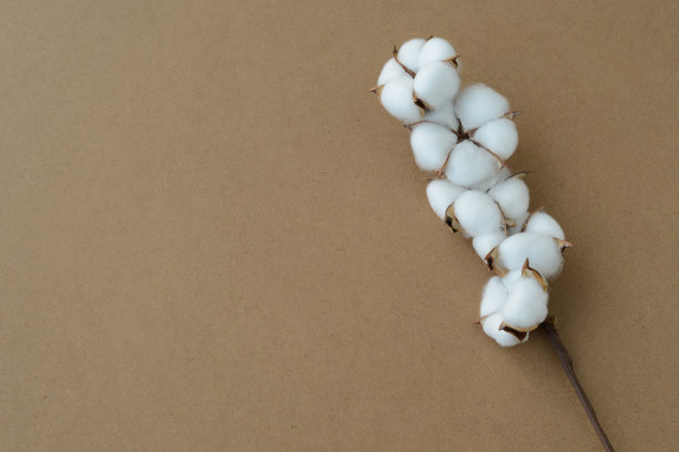 棉花花背景环保工艺纸。精致的白色棉花图片下载