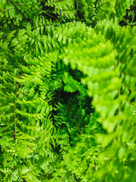 蕨类植物图片下载