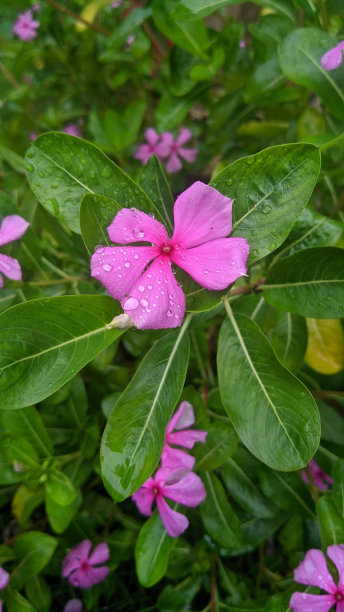 院子里的塔帕克达拉观赏植物在雨后暴露在水中图片下载