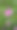 院子里的塔帕克达拉观赏植物在雨后暴露在水中图片下载