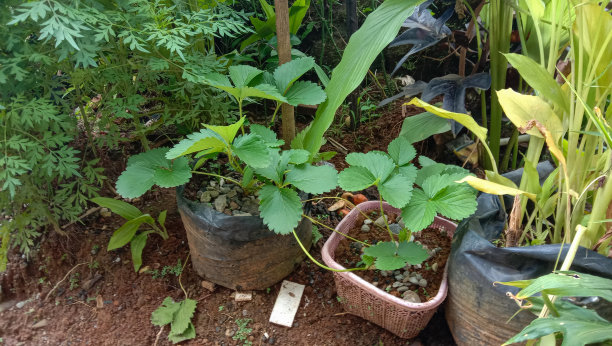 照片中的草莓植物在塑料袋里，植物在房子前面的花园图片下载