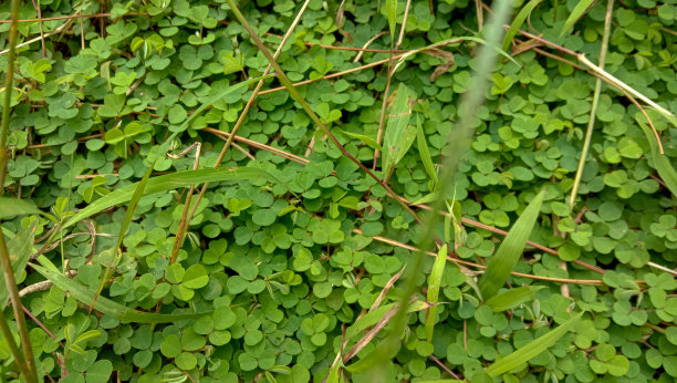 背景为圣帕特里克节的绿叶，被认为是好运的象征。图片下载