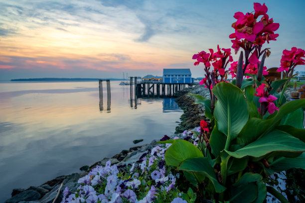 悉尼的日出与鲜花，温哥华岛，加拿大卑诗省图片下载