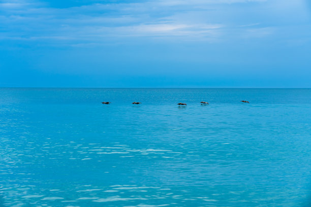 大西洋与蓝天融为一体，鹈鹕飞过佛罗里达州的水面图片下载