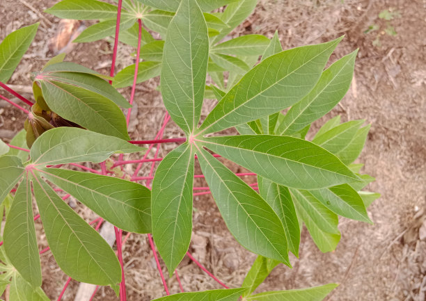 木薯的叶子图片下载