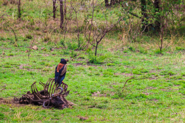 坦桑尼亚的塞伦盖蒂国家公园里，一名名叫Terathopius ecaudatus的小羚羊栖息在角马的骨架上图片下载