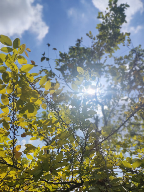 发出光图片下载