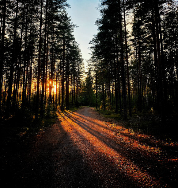 日落时美丽的森林景观图片下载