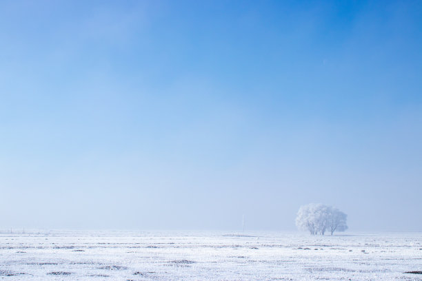 在土耳其的一个雾天，平原上的霜冻树图片下载