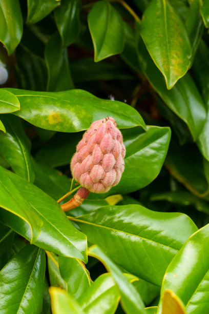 树枝上的花蕾：维吉尼亚木兰图片下载