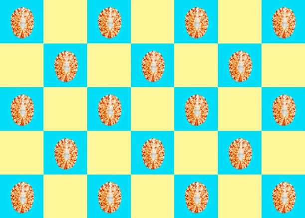 平铺墙纸背景图像的海岸贝壳在ch图片下载