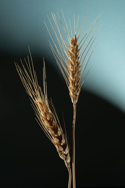 深蓝色背景上的两个金色麦穗。图片下载