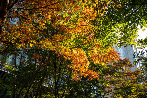 初秋品川的绿色长廊图片下载