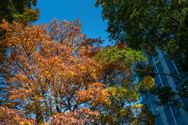 初秋的东京摩天大楼图片下载