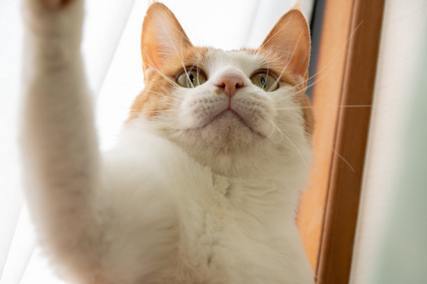 盯着猫图片下载