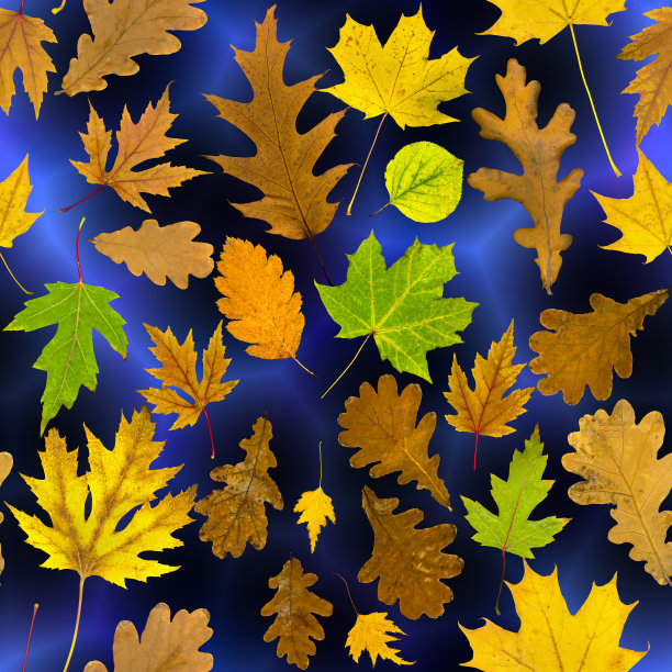 在蓝色抽象的背景上，真实的多色秋天树叶的各种树木的无缝模式图片下载