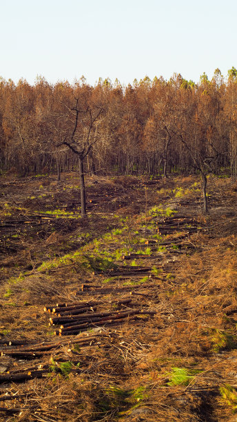 烧焦的松林图片下载