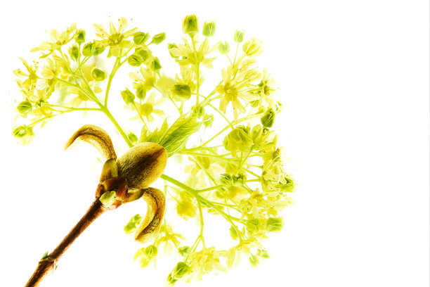 精致盛开的树花特写孤立在白色背景图片下载