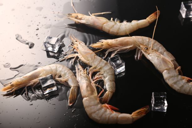 黑底色加冰块的卡里安虾图片下载