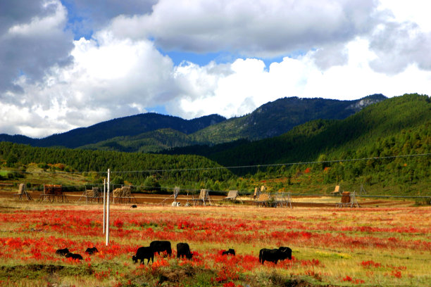 十月，高原上的红草和牦牛图片下载