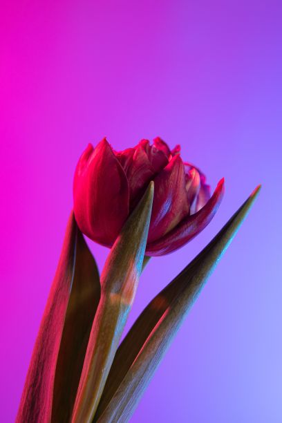 渐变背景上的红色郁金香。图片下载
