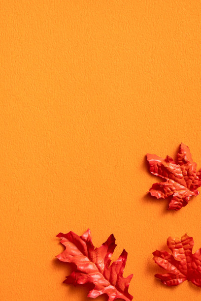 枫叶被孤立在橙色的桌子背景上，作为秋季的设计元素。图片下载