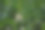 水稻植物纤维根系的特写镜头图片下载