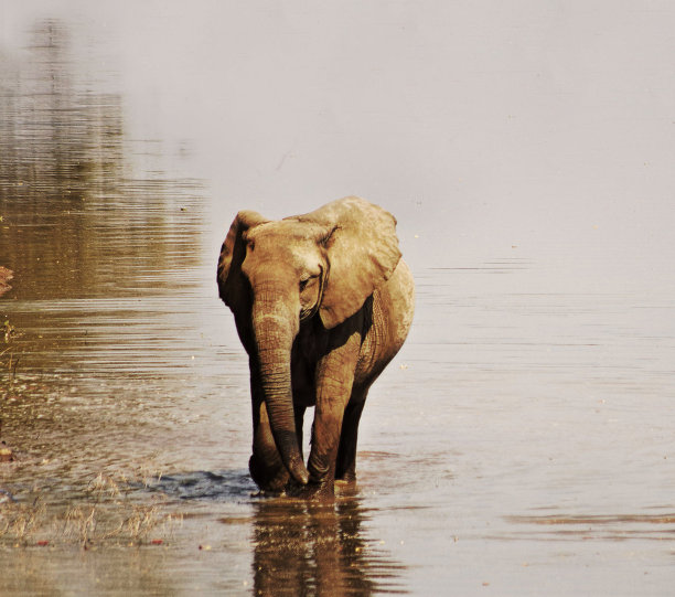 创意卢安瓜，赞比亚野生动物图片图片下载