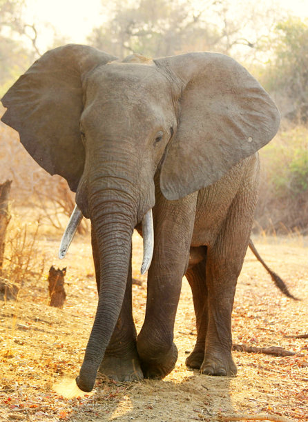 创意卢安瓜，赞比亚野生动物图片图片下载