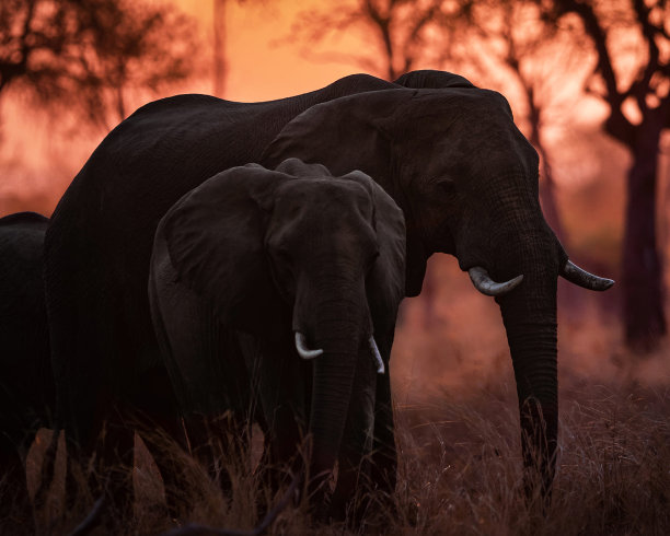 创意卢安瓜，赞比亚野生动物图片图片下载