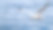 在海水的背景下飞翔的海鸥图片下载