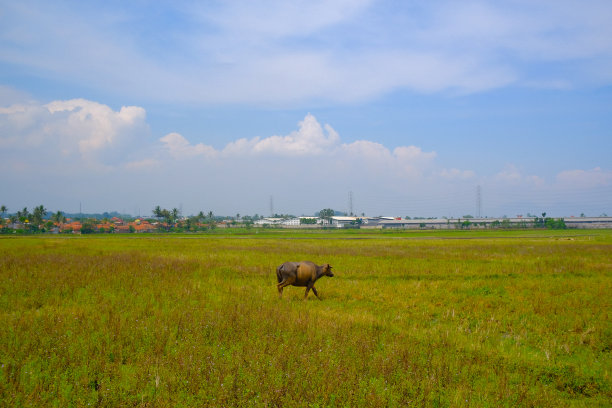 一头在稻田中央吃东西的水牛图片下载