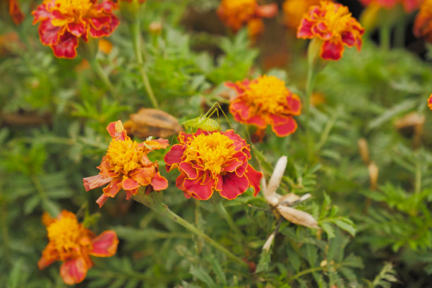 盛开的万寿菊花的选择性焦点图片下载