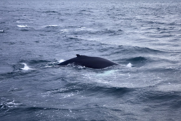 Whale watching at Eyjafjörður fjord, Akureyri, North Iceland图片下载