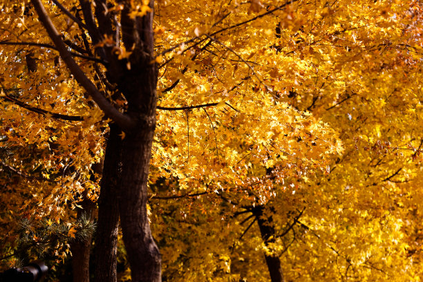 黄秋树图片下载