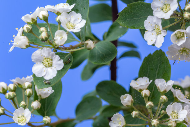 蓝色背景上的山楂树花照片图片下载