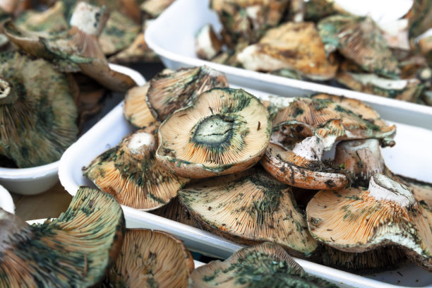 市场上各种各样的蘑菇图片下载