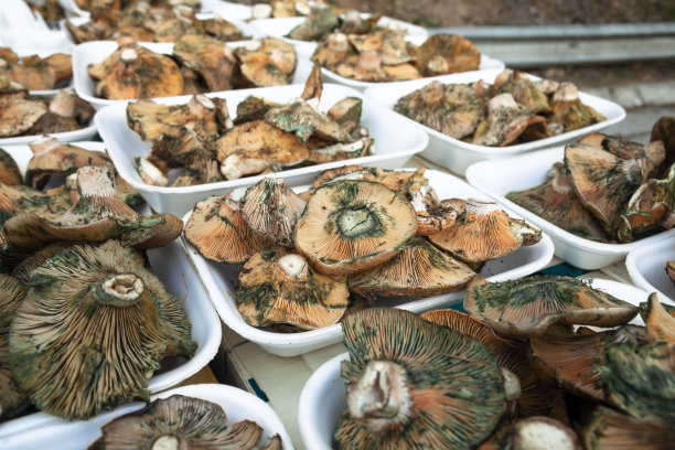 市场上各种各样的蘑菇图片下载