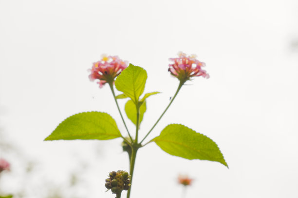 黑眼苏珊花的选择性聚焦图片下载