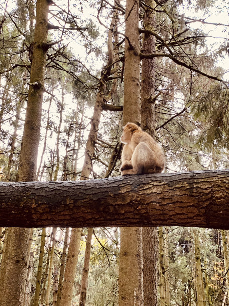 猿在德国图片下载
