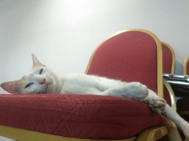 一张猫在椅子上睡觉的照片图片下载