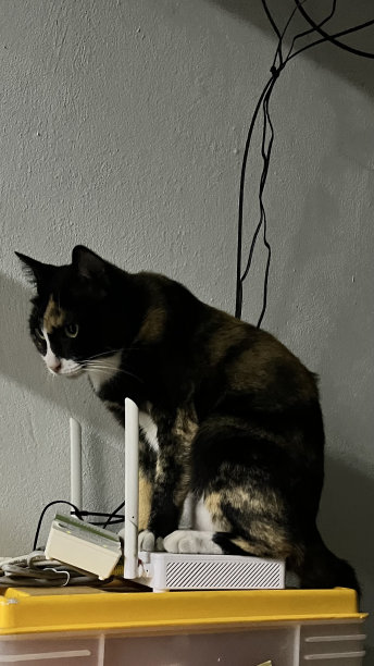 无线路由器上的猫图片下载