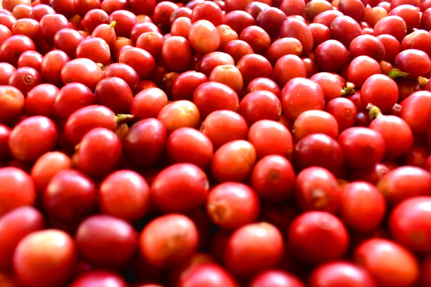 泰国乡村有机咖啡种植园收获的新鲜红樱桃咖啡豆。图片下载