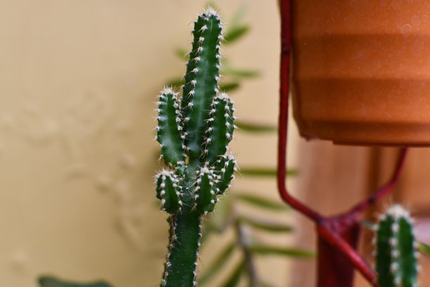 花园里的小仙人掌图片下载