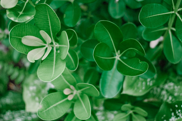 Pulai木叶的图片下载